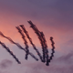 Illustration for article titled Youve Never Seen Birds Fly Like This Before